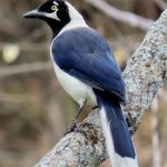 White-tailed Jay