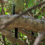 Whooping Motmot