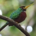 Yellow-billed Jacamar