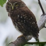 Yungas Pygmy-Owl