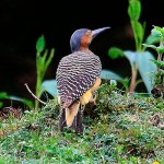 Andean Flicker
