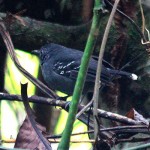 Band-tailed Antbird