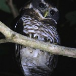 Band-bellied Owl