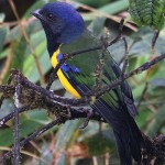 Black-chested Mountain Tanager