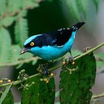 Black-faced Dacnis