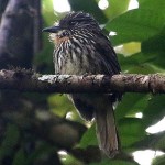 Black-streaked Puffbird