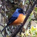 Blue-backed Conebill