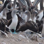 Blue-footed Boobies
