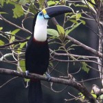 Channel-billed Toucan