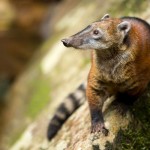 Coatí