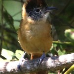 Collared Antshrike female