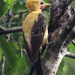 Cream-colored Woodpecker
