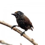 Ecuadorian Piculet