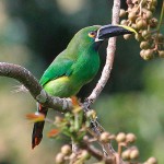 Emerald Toucanet