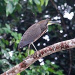 Fasciated Tiger-Heron
