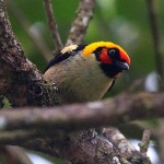 Flame-faced Tanager