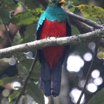 Golden-headed Quetzal