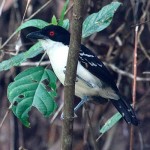 Great Antshrike
