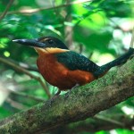 Green Rufous Kingfisher