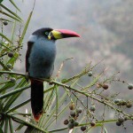 Gray-breasted Mountain-Toucan