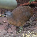 Little Tinamou