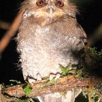 Long-whiskered Owlet