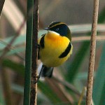 Many-colored Rush-Tyrant