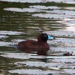 Masked Duck