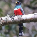 Masked Trogon