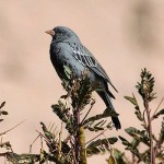 Mourning Sierra-Finch