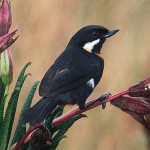 Moustached Flowerpiercer