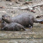 Neotropical River Otter