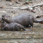 Neotropical River Otter