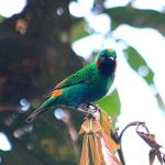 Orange-eared Tanager