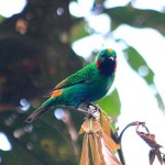 Orange-eared Tanager