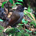 Pale-billed Antpitta