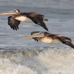Peruvian Pelican
