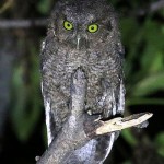 Peruvian Screech-Owl
