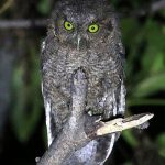 Peruvian Screech-Owl
