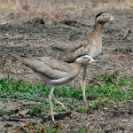 Peruvian Thick-knee
