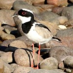 Pied Lapwing