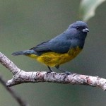 Plumbeous Euphonia