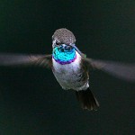 Purple-collared Woodstar