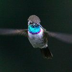 Purple-collared Woodstar