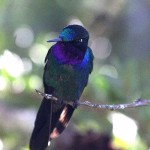 Purple-throated Sunangel