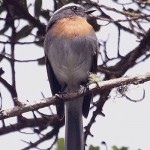 Rufous-breasted Chat-Tyrant