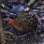 Rufous-breasted Wood-Quail