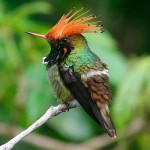 Rufous-crested Coquette