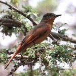 Rufous Flycatcher