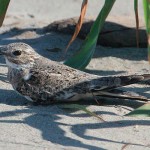 Sand-colored Nighthawk